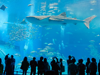 Okinawa Churaumi Aquarium (Ocean Expo Park)